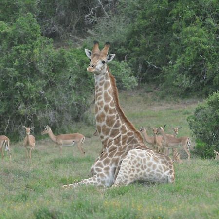 Hopewell Private Game Reserve Buyskloof Luaran gambar