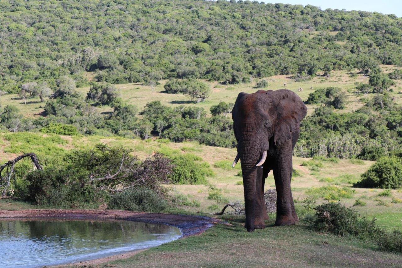 Hopewell Private Game Reserve Buyskloof Luaran gambar