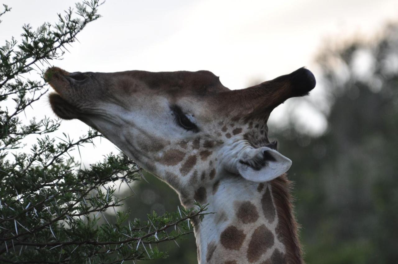 Hopewell Private Game Reserve Buyskloof Luaran gambar