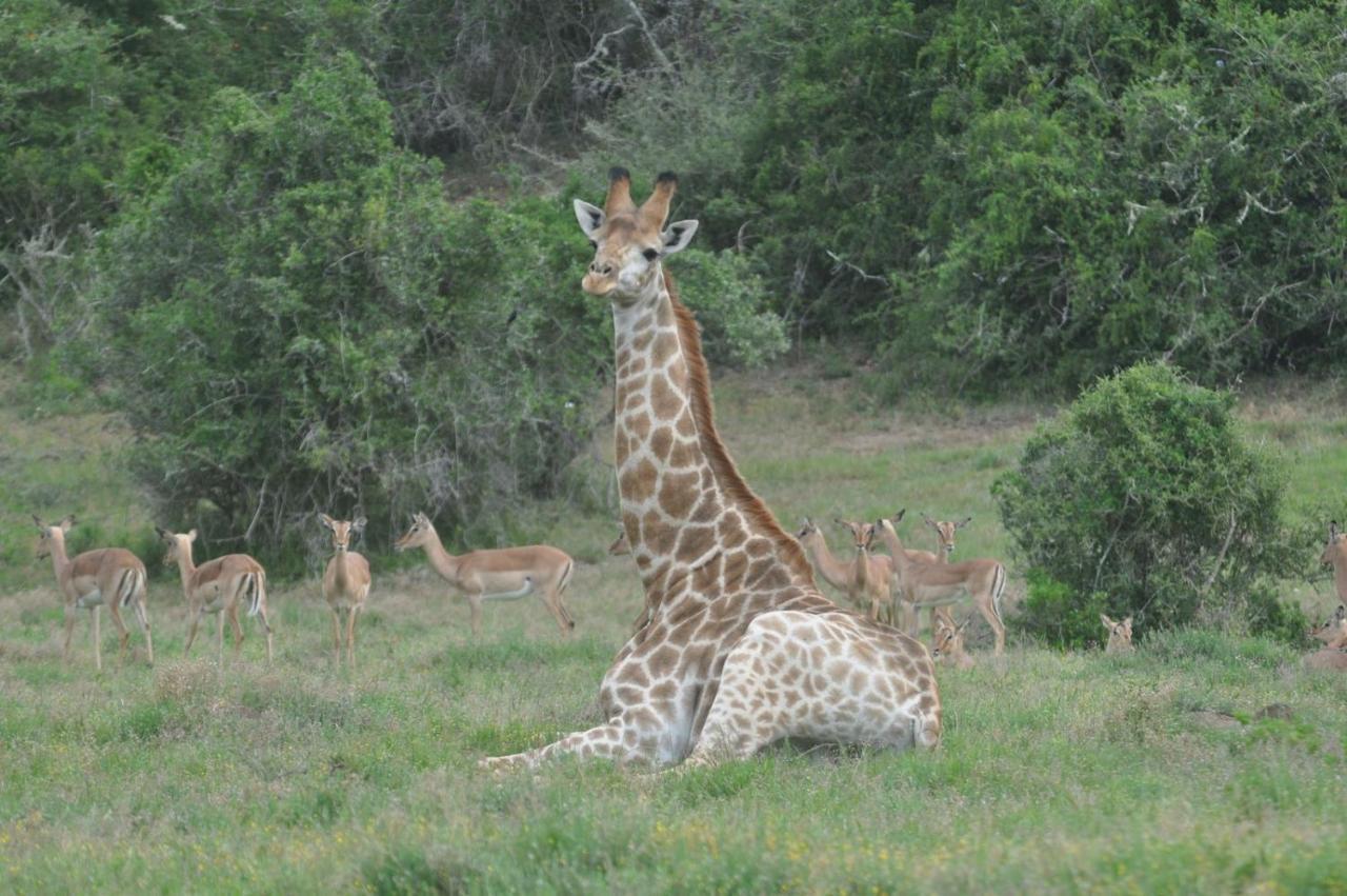 Hopewell Private Game Reserve Buyskloof Luaran gambar