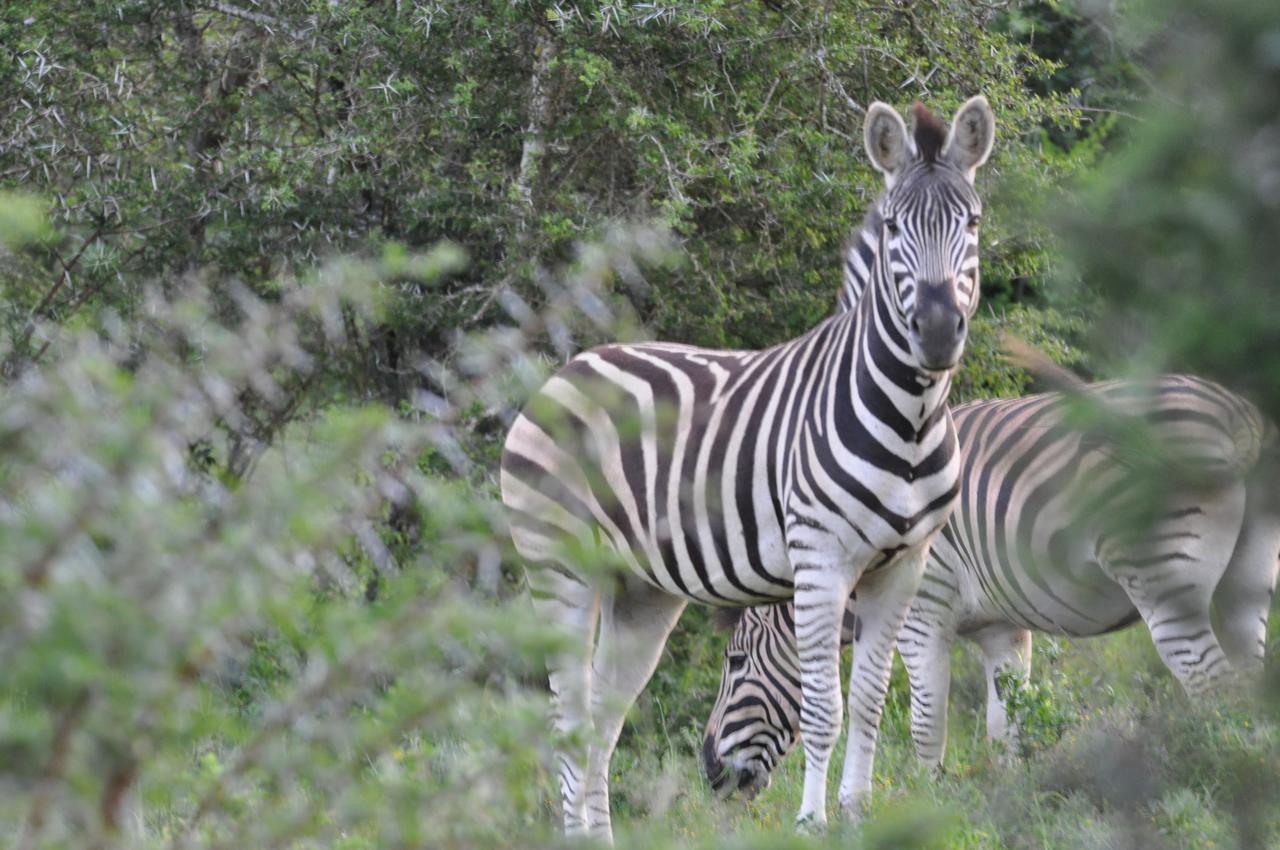 Hopewell Private Game Reserve Buyskloof Luaran gambar