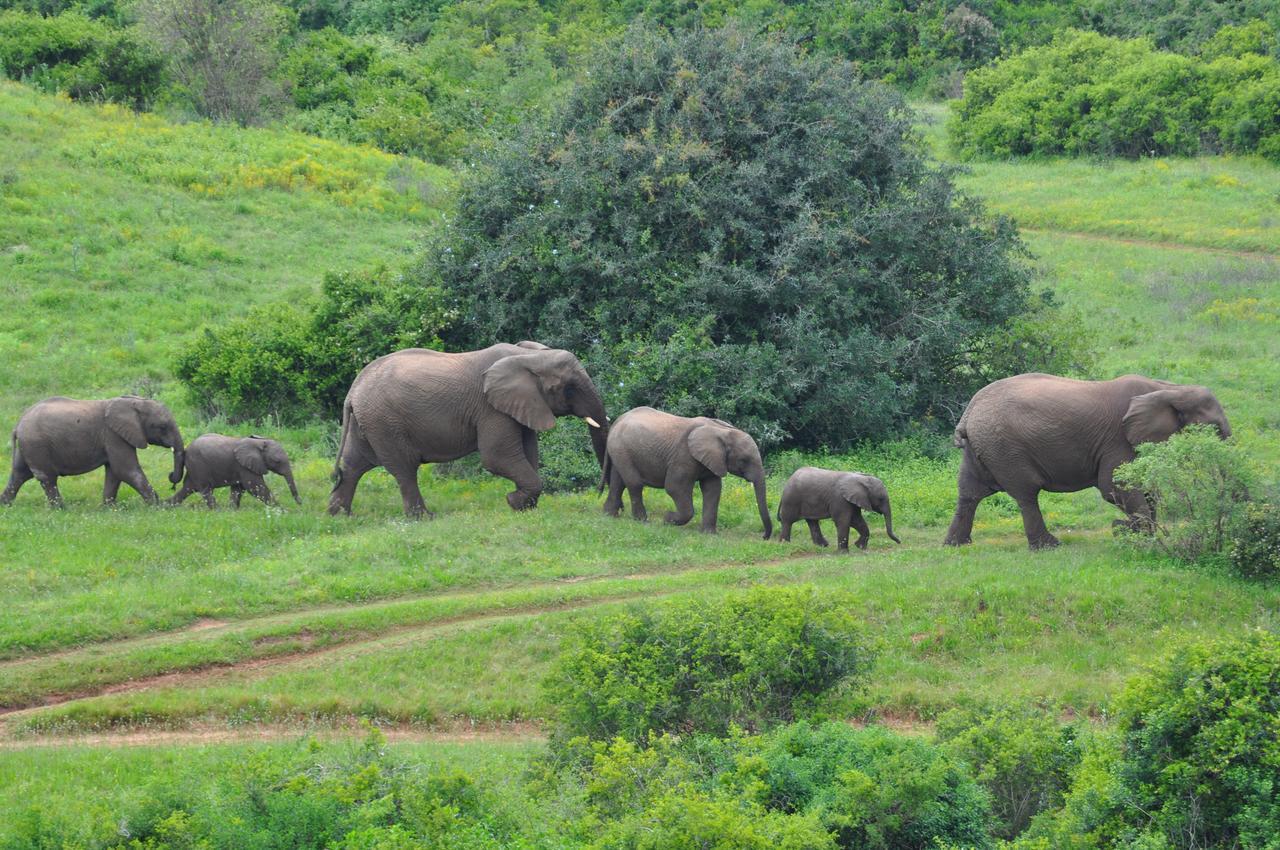 Hopewell Private Game Reserve Buyskloof Luaran gambar