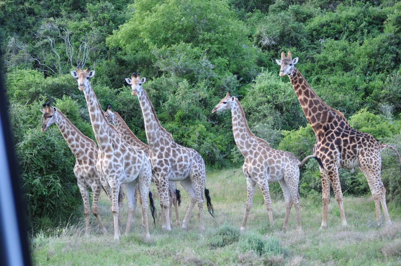 Hopewell Private Game Reserve Buyskloof Luaran gambar