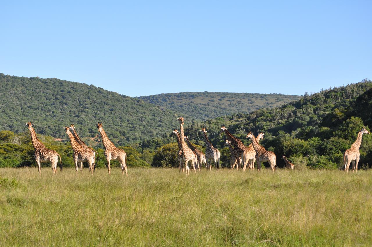 Hopewell Private Game Reserve Buyskloof Luaran gambar