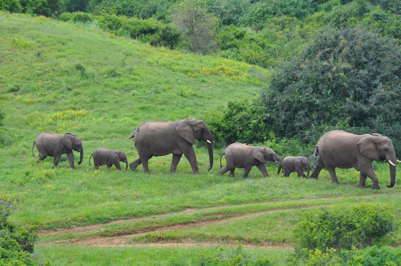 Hopewell Private Game Reserve Buyskloof Luaran gambar