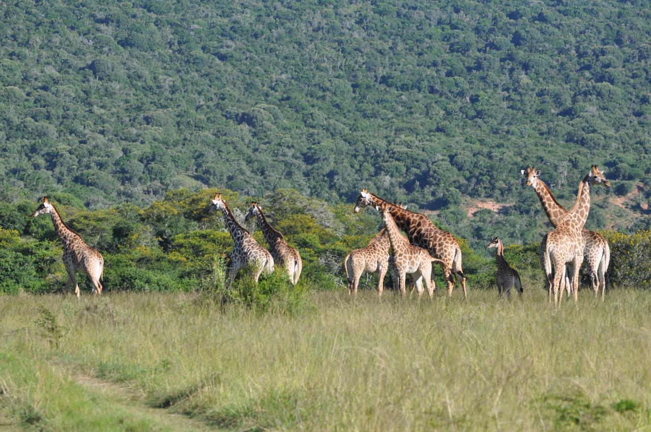 Hopewell Private Game Reserve Buyskloof Luaran gambar